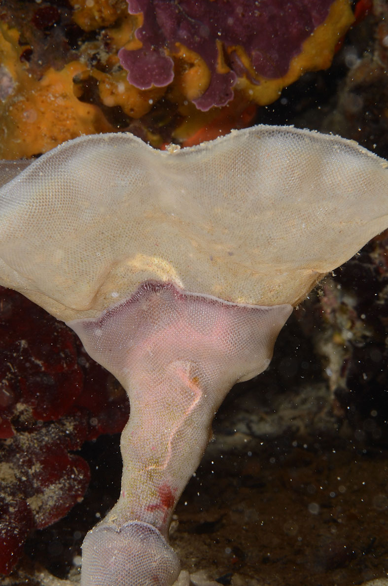 Membranipora membranacea